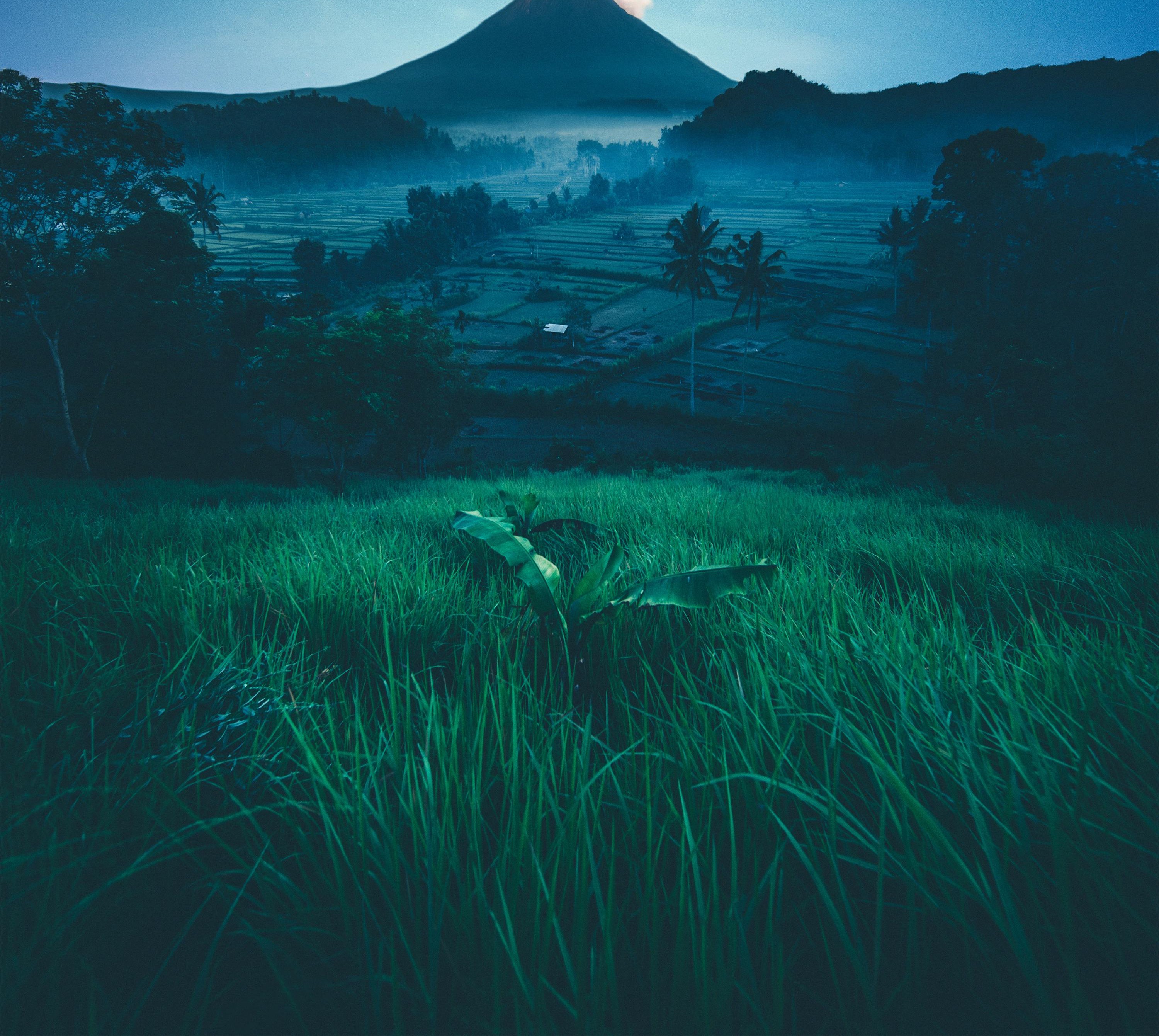 Gunung Tebu forest