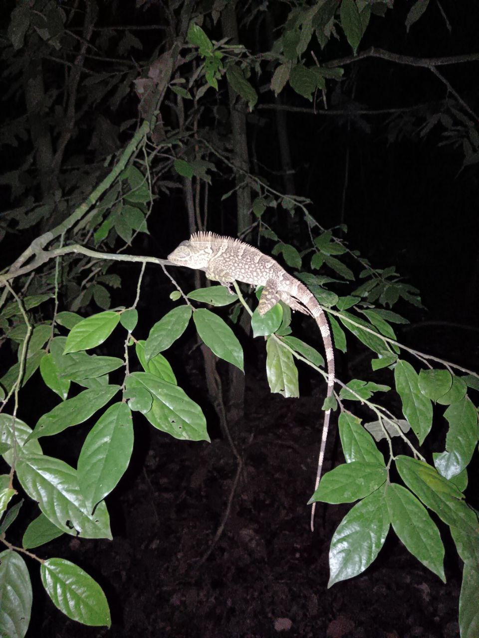 Night jungle walk