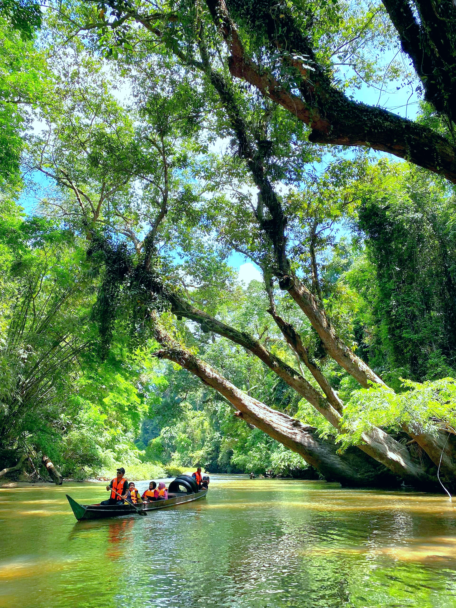 Kuala Sat Rainforest Discovery (Day Trip)